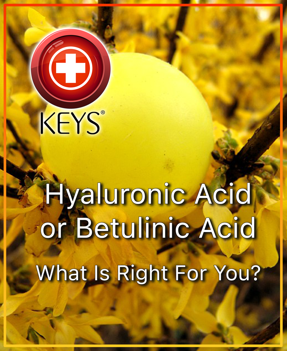 Hyaluronic Acid vs Betulinic Acid: Which is the Ultimate Anti-Aging Powerhouse for Your Skin?